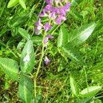 Image result for Desmodium intortum