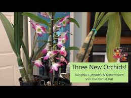 Image result for Eulophia