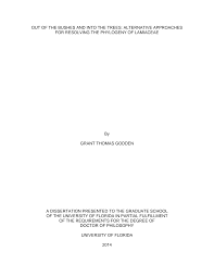 Image result for Achyrospermum ciliatum