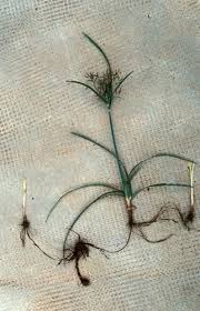 Image result for Cyperus rotundus