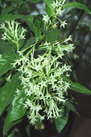 Image result for Cestrum nocturnum