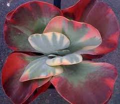 Kalanchoe Fantastic Pp21 945 At San Marcos Growers Succulents Plants Cacti And Succulents