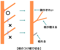 木の剪定の基本とコツ 最適な時期と方法を覚えて理想の庭木を作ろう 伐採 剪定 1本2 890円 税抜 全国対応 剪定110番