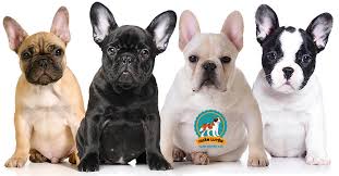 Theo một thẩm phán công tác tại tphcm, nghị định 90/2017 của chính phủ quy định về. Cho Bull Phap Cach Nháº­n Biáº¿t Bulldog Phap Thuáº§n Chá»§ng Báº±ng Hinh áº£nh