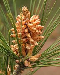 Would you like to change the currency to pounds (£)? Nascent Pinecone A Pine Cone In The Early Stage Of Development Nature Photography Cactus Plants Fine Art Prints