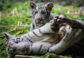 «genetic abnormality of the visual pathways in a „white tiger» r.w. Two Rare White Tiger Cubs Find New Home In Nicaragua