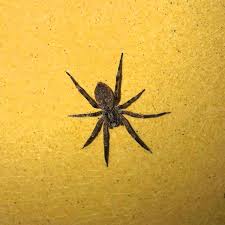 Image result for spinne biss haut reaktion