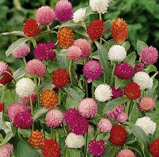 Image result for Gomphrena globosa