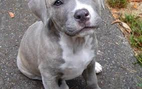 He is a basic blue and he has a blue nose. Blue Nose Pitbull Puppy Dogs American Pit Bull Terrier Staffie Animals At Repinned Net
