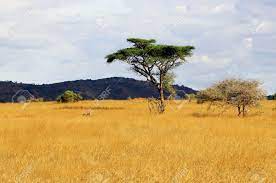 Facts african savanna baobab tree african savanna birds serengeti savanna savanna desert african savannah backdrop african savanna giraffe savanna dry season african savanna people african savanna cartoon east african savanna african landscape paintings the savannas of. African Savanna Landscape In Kenya Stock Photo Picture And Royalty Free Image Image 21917361