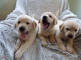 Our network of volunteers is located primarily in the southern and northeastern regions of the u.s. Golden Retriever Puppies For Adoption Real Estate Classifieds Classifieds For Collectibles Emirates List