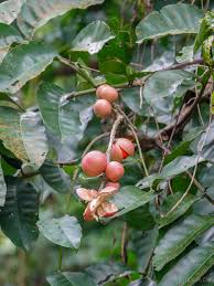 Image result for Polystachya troupiniana