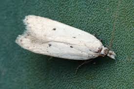 Image result for Nothris verbascella