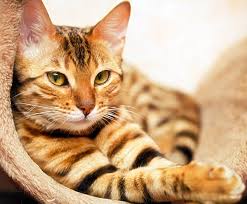 Kamu sudah berulang kali merawat kamu dapat membuatkan tempat bersarang yang hangat agar anak kucing tidak mati kedinginan. Wanita Ni Kongsi Petua Guna 3 Bahan Ni Bantu Elak Kucing Kencing Berak Merata Tempat Di Rumah Keluarga