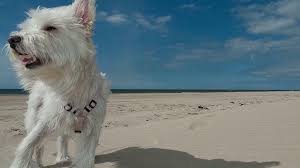 Please, answer the question when is national puppy day in 2020? immediately and without surfing the net? Welthundetag World Dog Day 10 Oktober 2021
