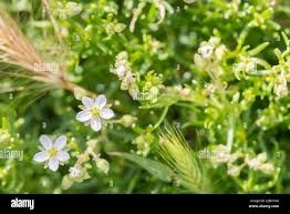 Image result for Spergula