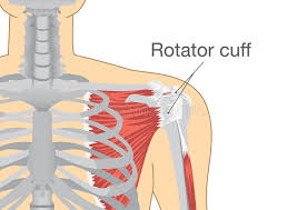 As the name implies, the rotator cuff functions to allow you to rotate your shoulder and lift your arm. Muscles And Tendons In Shoulder Is Called Rotator Cuff Stock Vector Illustration Of Group Anatomy 82808872