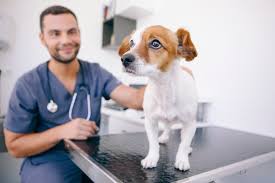 Looking for vitamin supplements for dogs? Liver Disease In Dogs Great Pet Care