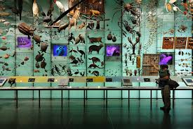 Hall Of Biodiversity American Museum Of Natural History Dominik Ogilvie Museum Displays Museum Nature Museum