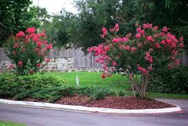 We Are The Original Inventors Of The Patented Miniature Crape Myrtle And Have Specialized In Online Sales For Over 2 Crape Myrtle Plants Front Yard Landscaping