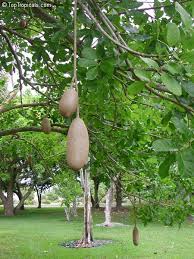 An organic approach to growing fruit from an expert. Kigelia Pinnata Sausage Tree Toptropicals Com