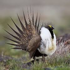 Grey Bird With White Stripes On Wings And Tail 