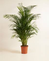 Image result for Dypsis lutescens