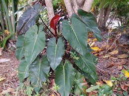Philodendron Anderson S Red Cool Red Climbing Aroid Takes Sun Colorful