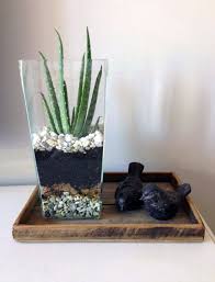 Brush the soil gently from the roots so you can view as much of the root system as possible. Nine Health And Wellness Perks As Well As Health Care Uses Aloe Vera Aloe Vera Plant Decor Aloe Vera Plant Aloe Vera Plant Indoor