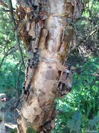 Image result for Heteromorpha