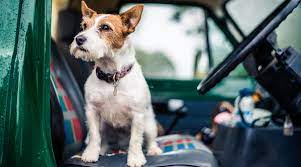 Many pet photographers also volunteer their time and skills to help get animals adopted from shelters, allowing you to really help out animals in need as a pet photographer, you'll be able to decide which area you'd like to focus on. Pet Photography Course