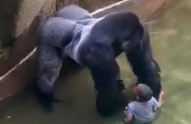 His death sparked controversy, with many blaming the parents of the child and the zoo authorities for his death. Gorilla Shooting Vote Was Cincinnati Zoo Right To Kill Harambe Chard Ilminster News