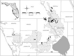 Image result for Lipocarpha hemisphaerica