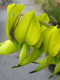 Image result for Crotalaria agatiflora