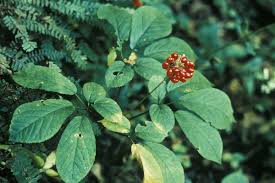 But in china, where it is believed to have been used for more than 3000 years, it is now used in the management of. The Mysterious Powers Of American Ginseng Smithsonian Folklife