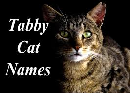 Whether you're adopting a kitty in october or just love the spooky holiday, you're going to love our halloween inspired cat names! The 100 Best Male And Female Tabby Cat Names Cat Mania