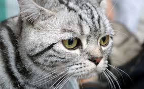 Maybe you need the russian cat names page? 100 Great Names For Grey Cats From The Happy Cat Site