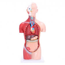 Man unterscheidet innere und äußere organe. Modell Torso Torsos Organe Anatomische Modelle Lehrtafeln Lehre Doccheck Shop Dein Medizinbedarf Online