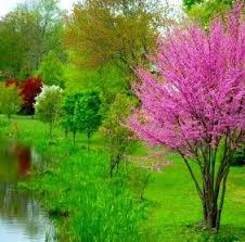 Attractions include state parks, the iowa state fair in des moines, decorah bald eagles, pella tulip festival, amana colonies. Gorgeous Best Shade Trees Pink Flowering Trees Shade Trees