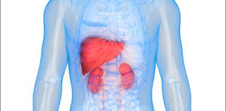 Kidney Liver Crp Function Tests Men Women Life Line Screening
