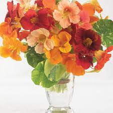 Soft pink and coral pink flowers blend beautifully with creamy yellow blooms and give a truly tropical. Alaska Mix Nasturtium Seed Johnny S Selected Seeds