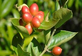 Image result for Balanites pedicellaris