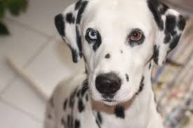 Black And White Spotted Dog With Blue Eyes Dalmatian Dalmatian Dogs Dalmatian Puppy Cute Dogs