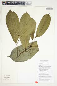 Image result for Annickia