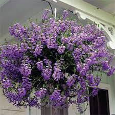 Hanging basket heute bestellen, versandkostenfrei. Scaevola Hanging Basket Big Brothers Big Sisters Of Siouxland