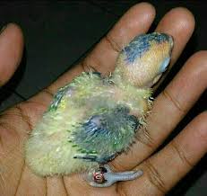 Terlepas dari gambar motif ekor murai batu meme burung ini selain bisa membuat orang tertawa gambar lucu tentang burung ini di nilai juga bisa digunakan untuk mengungkapkan keinginan / harapan ataupun sindiran bagi para kicau mania. Lovebird Birds Are Cute And Unique Burung Lovebird Lucu Dan Unik Steemkr