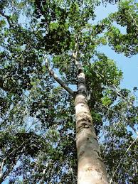 Even though they take many years to reach their mature size, they must be planted in an area that allows them plenty of room to grow. Plant Life Rubber
