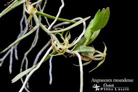 Image result for Angraecum moandense