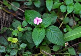 Image result for Impatiens sylvicola