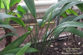 Image result for Curculigo